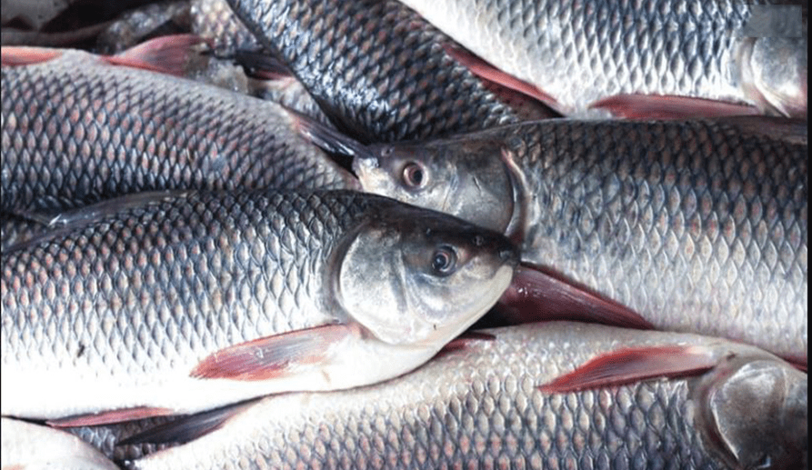 दाङमा वार्षिक ६०० टन भन्दा बढी माछा उत्पादन